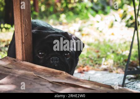 Schwarzer Mops, der Versteck und Suche spielt. Witziges Moppgesicht. Bester menschlicher Freund. Haushunde-Konzept. Schwarzer Mops schaut auf die Kamera. Kleiner schwarzer Hund. Stockfoto