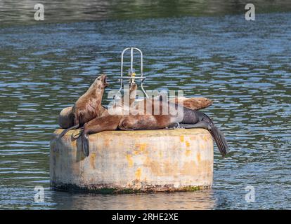 Steller Seelöwen ruhen sich aus und rufen auf einer Boje im Prince William Sound, Alaska, USA Stockfoto