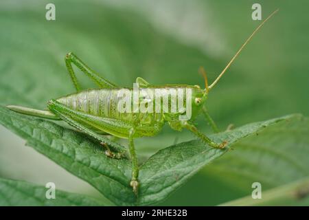 Natürliche Nahaufnahme auf einem grünen Hochland-Busch-Cricket, Tettigonia Cantans sitzen auf einem Blatt Stockfoto