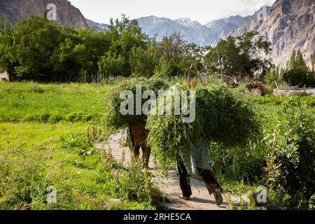 Indien, Ladakh, Nubra Valley, Turtuk, Frauen, die Erntegut durch das Dorf transportieren Stockfoto