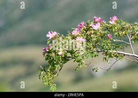 Wilde Rose in Blüte in den Bergen von Somiedo, Asturien Stockfoto