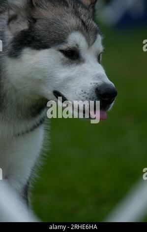 Alaskan Malamute Nahaufnahme mit ausgezogener Zunge Stockfoto