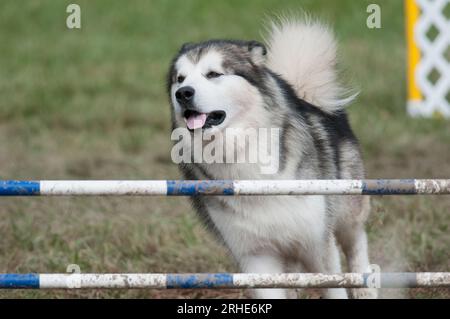 Alaskan Malamute nähert sich den Hürden, Mund offen Zunge raus Stockfoto