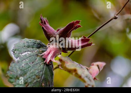 Violette Haselnuss mit Haselnüssen, corylus maxima purpurea Stockfoto