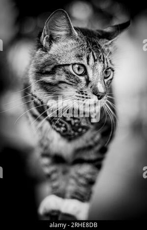 Eine junge Tigerkatze mit Streifenmuster balanciert auf einem Gartenzaun. Fokussiert strahlt es Neugier und Anmut aus. Jeder Muskel, der sich in der Hand befindet, erfasst seine Umgebung. Schließen Stockfoto