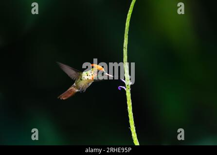 Der kleine, getuftete Kolibri, Lophornis ornatus, ernährt sich von einer einzigen Blume mit schwarzem Hintergrund Stockfoto