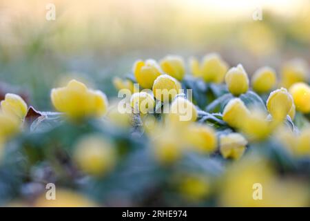 Winterling, Eranthis Hyemalis Stockfoto