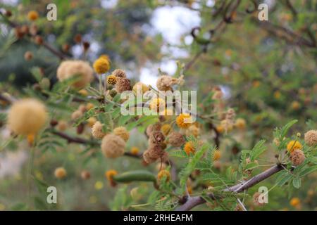Nahaufnahme von Sweet Acacia, Nadelbusch - Vachellia farnesiana in Spanien, Dezember Stockfoto