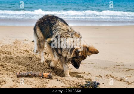 Deutscher Schäferhund Graben im Sand am Strand von Dornoch, Sutherland, Schottland, Großbritannien Stockfoto