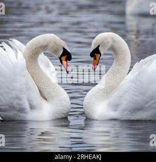 Zwei stumme Schwäne schwimmen und schauen sich an, um mit ihren Hälsen eine Herzform zu bilden Stockfoto