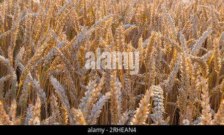 Schöne reife Weichweizenohren auf sonnendurchflutetem Sommerfeld. Triticum aestivum. Nahaufnahme trockener goldener Stacheln des ländlichen Maisfeldes im Sonnenlicht. Stockfoto