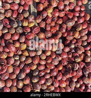 Frische Muskatnuss mit Muskatblüte, Indonesien Stockfoto