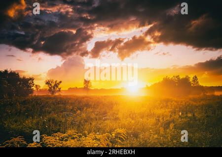 Sonnenaufgang auf einem Feld mit wilden Blumen in der Sommersaison mit Nebel und Bäumen auf einem Hintergrund am Morgen. Querformat. Vintage-Filmästhetik. Stockfoto