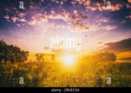 Sonnenaufgang auf einem Feld mit wilden Blumen in der Sommersaison mit Nebel und Bäumen auf einem Hintergrund am Morgen. Querformat. Vintage-Filmästhetik. Stockfoto
