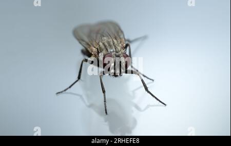 Stubenfliege auf grauem Hintergrund mit Schatten. Haare und zusammengesetzte Augen sind zu sehen Stockfoto