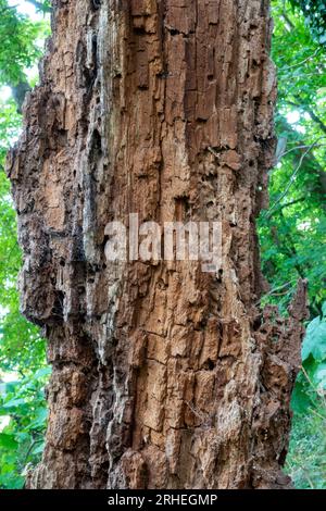 Die Überreste eines verfaulten Baumes in einem grünen Waldgebiet Stockfoto