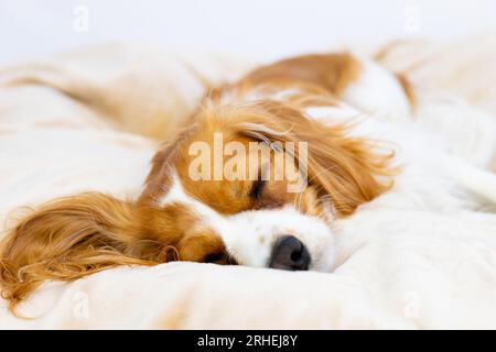 Der süße braune Cavalier King Charles Spaniel Hund schläft. Gemütliches Haustier in einem flauschigen Bett. Stockfoto