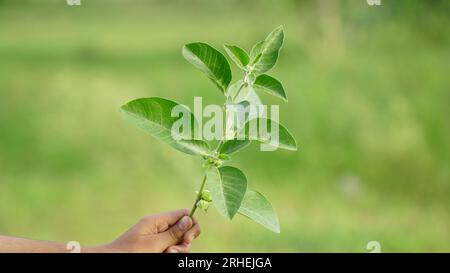 Withania somnifera Pflanze bekannt als Ashwagandha. Indische Ginseng-Kräuter, giftige Stachelbeere oder Winterkirsche. Ashwagandha Vorteile Für Die Gewichtsabnahme Stockfoto