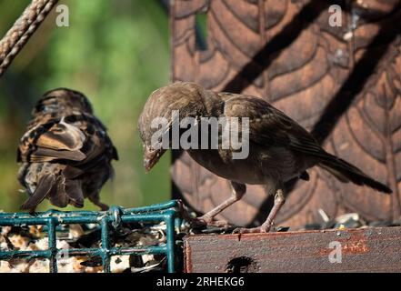 Ein Spatz auf dem Vogelfutter Stockfoto