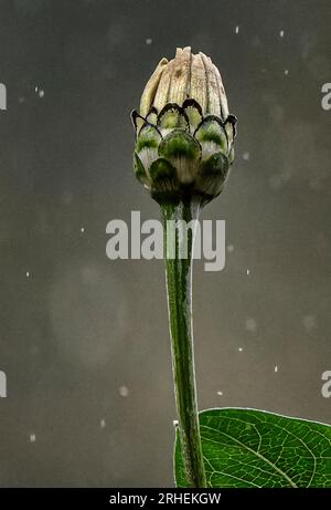 Ungeöffnete Sonnenblumenschote Stockfoto