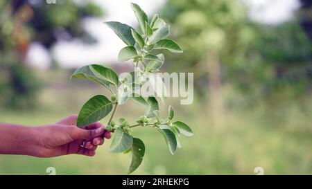 Withania somnifera Pflanze bekannt als Ashwagandha. Indische Ginseng-Kräuter, giftige Stachelbeere oder Winterkirsche. Ashwagandha Vorteile Für Die Gewichtsabnahme Stockfoto