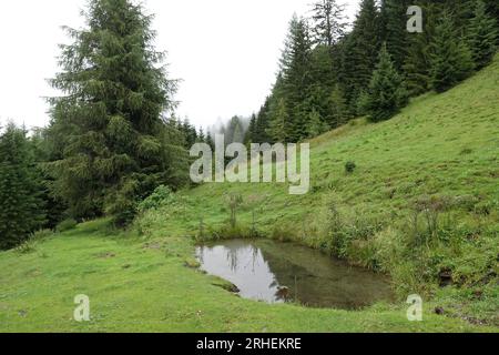 Natürliche Nahaufnahme auf einem kleinen Teich in den kärntner alpen, umgeben von Kiefern Stockfoto