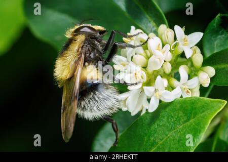 Bumblebee hoverfly (Volucella bombylans var. Plumata) weiblich in Seitenansicht auf Privatblumen Stockfoto