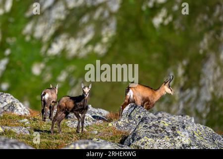 Die Tatra Chamois, Rupicapra rupicapra tatrica. Eine Gämse in ihrem natürlichen Lebensraum im Tatra-Gebirge. Stockfoto