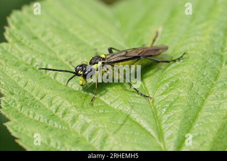 Naturtal-Nahaufnahme auf einem bunten grünen Swafly, Tenthredo leucomelas auf einem Blatt sitzend Stockfoto