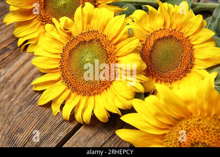 Schöne Sonnenblumen auf hölzernen Hintergrund Stockfoto