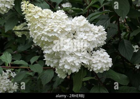 Nahaufnahme einer einzelnen weißen konischen Blume des im Sommer blühenden Gartenstrauchs Hortensie paniculata vanille fraise. Stockfoto