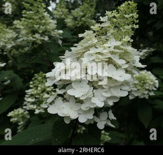 Nahaufnahme einer einzelnen Blume des weißen konischen Sommerblüher-Gartenstrauchs Hydrangea paniculata Unique. Stockfoto