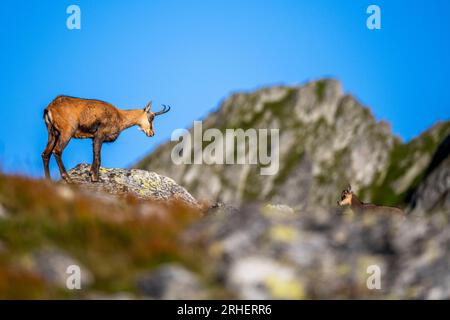 Die Tatra Chamois, Rupicapra rupicapra tatrica. Eine Gämse in ihrem natürlichen Lebensraum im Tatra-Gebirge. Stockfoto