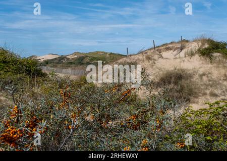 Dünen de la Slack in der Region Hauts de France in Frankreich Stockfoto