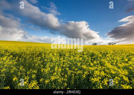 Gelbes Rapsfeld für die kommerzielle Landwirtschaft in der Region Overberg im westlichen kapsüdafrika Stockfoto