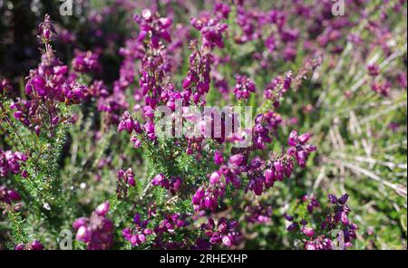 Diese Erica cinerea Pflanze blüht im Sommer mit violetten Blüten Stockfoto