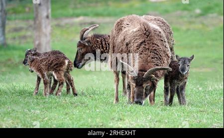 Eine kleine Herde von zwei Soay-Schafen und ihren Jugendlichen. Sie weiden auf einer Wiese. Stockfoto