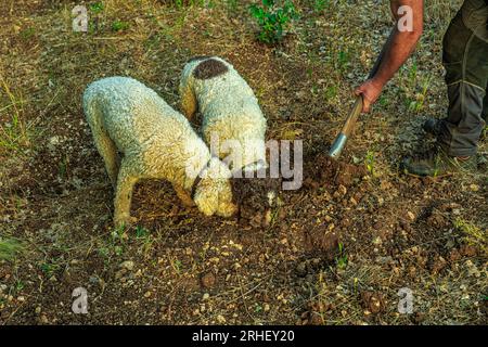 2 Hunde von Lagotto Romagnolo, Trüffelhund, graben auf der Suche nach Trüffeln. Der Mann hilft den Hunden, den Boden zu hart zu graben. Abruzzen, Italien, Europa Stockfoto