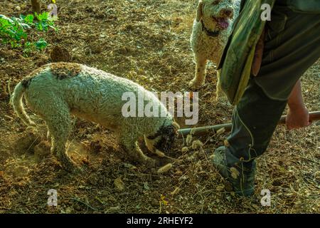 2 Hunde von Lagotto Romagnolo, Trüffelhund, graben auf der Suche nach Trüffeln. Der Mann hilft den Hunden, den Boden zu hart zu graben. Abruzzen, Italien, Europa Stockfoto