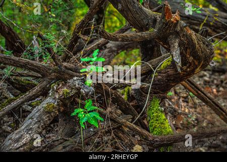 Alte, verdrehte Stämme trocknen jetzt und werden von neuen grünen Pflanzen durchbrochen. Abruzzen, Italien, Europa Stockfoto