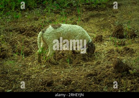 Lagotto Romagnolo, Trüffelhund, sucht nach dem wertvollen unterirdischen Pilz. Abruzzen, Italien, Europa Stockfoto