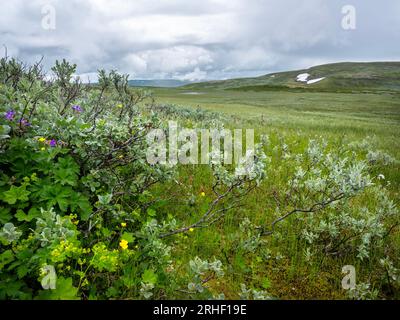 Blumen im Nationalpark Hallingskarvet in norwegen Stockfoto