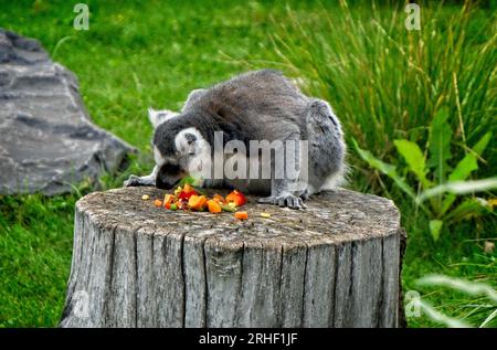 Ring Tailed Lemur Calgary Zoo Alberta Stockfoto