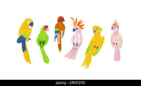 Flaches Design Vektorvektorvogel-Icon-Set. Beliebte Vogelarten-Sammlung. Exotischer Vogel in flachem Design auf Weiß. . Vektordarstellung Stock Vektor