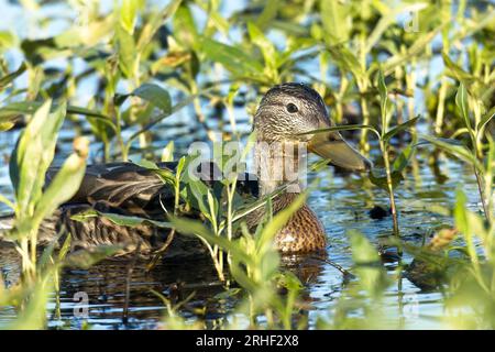 Eine weibliche Stockart schwimmt in der dicken Vegetation der Salesischen Flachbauten in der Nähe von Liberty Lake, Washington. Stockfoto