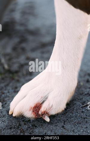 Gebrochener Hundenagel, Nahaufnahme. Beschädigte Kralle Und Finger Im Hund. Große Hundepfote Mit Beschädigtem Nagel. Blut Und Dreck. Tierärztliche Betreuung Oder Erste Hilfe Für Den Hund Erforderlich Stockfoto