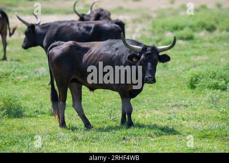 Junger Camargue-Stier in Südfrankreich, Bullen in den Teichen der Camargue Stockfoto