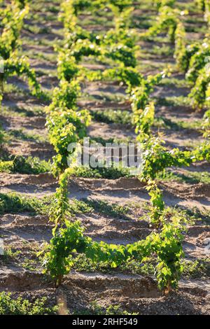 Jeunes pieds de vigne dans le vignoble de Bordeaux. Renouvellement de la vigne après arrachage des pieds de vigne trop Stockfoto