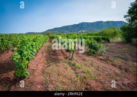 Weinberg in der Nähe von Lac Salagou, Languedoc-Roussillon, Frankreich Stockfoto