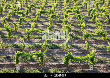 Jeunes pieds de vigne dans le vignoble de Bordeaux. Renouvellement de la vigne après arrachage des pieds de vigne trop Stockfoto